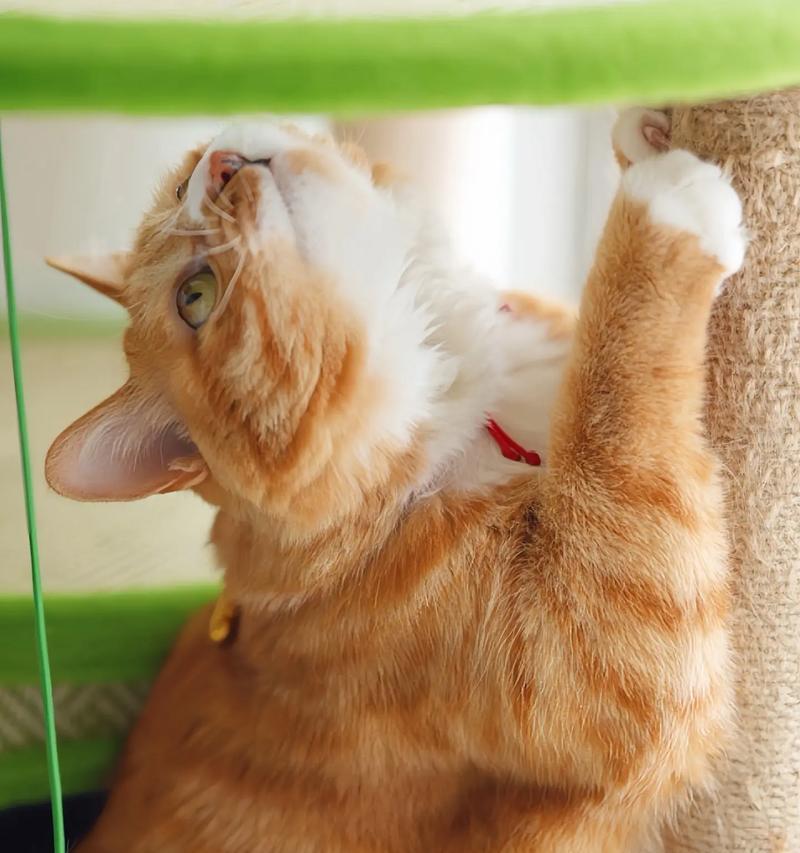 以太调皮小猫咪的日常冒险（宠物世界的趣事与趣闻）