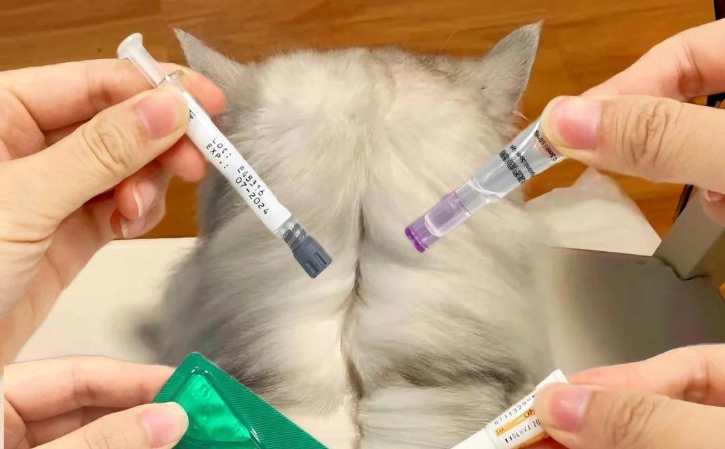 猫咪先洗澡后驱虫，做好宠物护理（从洗澡到驱虫）