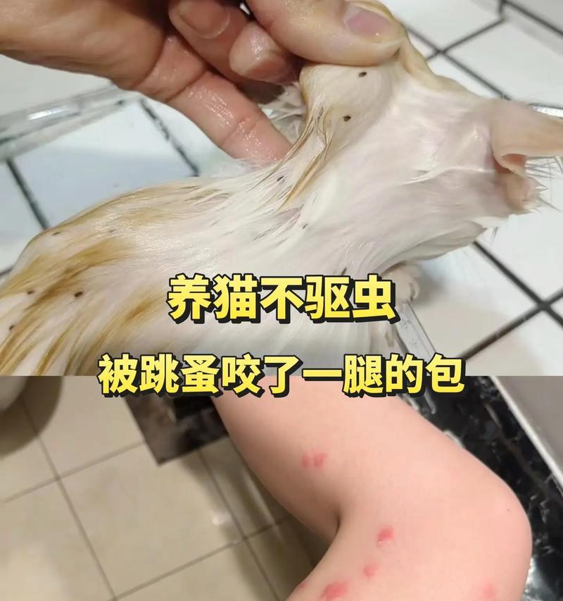 猫咪先洗澡后驱虫，做好宠物护理（从洗澡到驱虫）