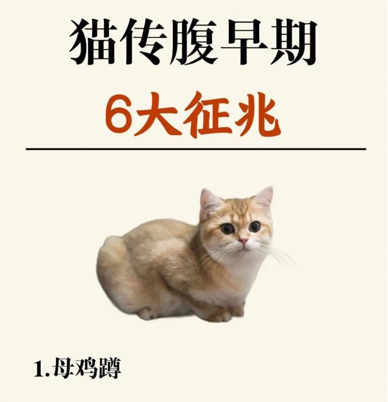 小猫传腹大便症状详解（宠物饲主必读）