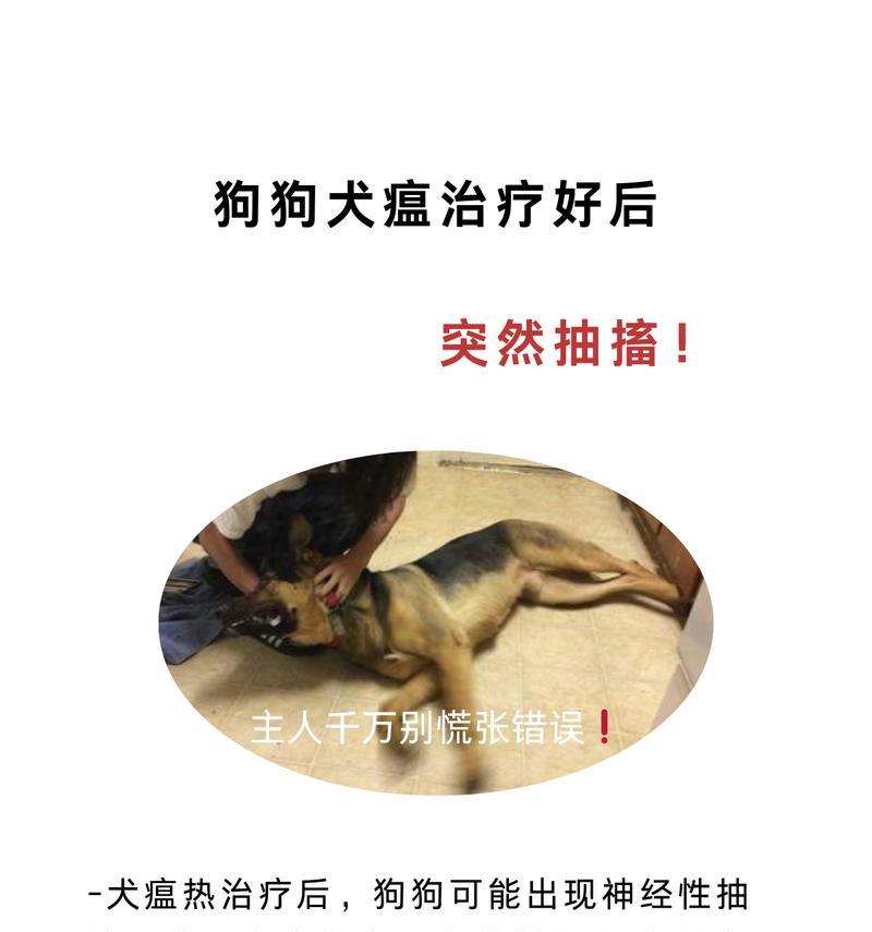 如何应对狗狗抽搐后四肢冰凉的紧急情况（如何应对狗狗抽搐后四肢冰凉的紧急情况）