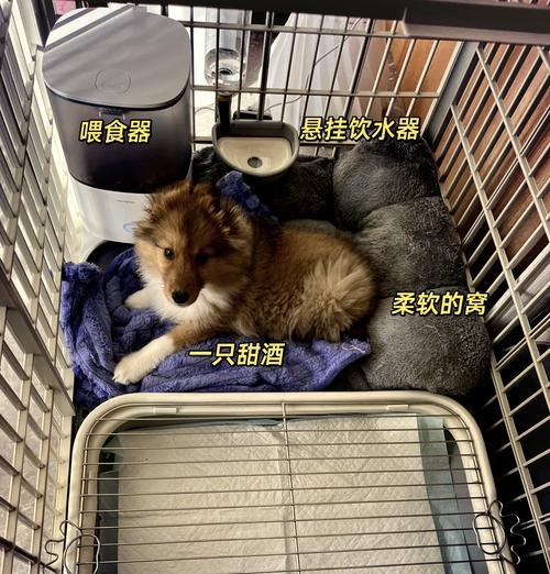 如何正确铺设幼犬笼底（打造宠物舒适的生活空间）