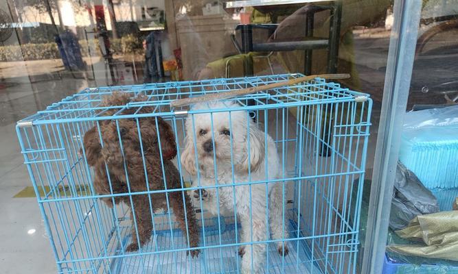 如何正确铺设幼犬笼底(打造宠物舒适的生活空间) 如何正确铺设幼犬笼底(打造宠物舒适的生活空间)