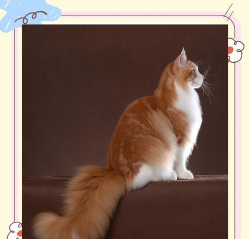 猫尾巴的长度有何含义(探寻猫咪身体语言之谜) 猫尾巴的长度有何含义(探寻猫咪身体语言之谜)