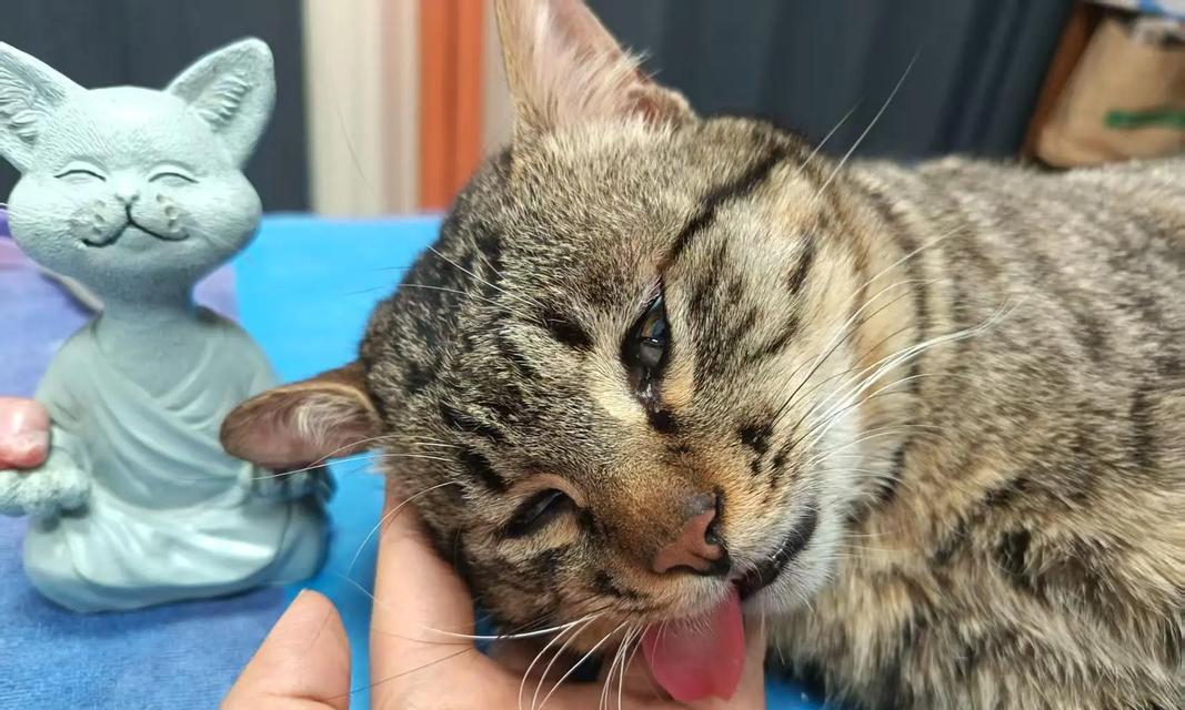 揭秘猫咪抑郁症，你的宠物是否患上了（认识猫咪抑郁症）