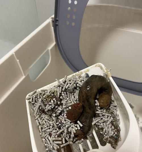 当宠物猫咪出现便血，你需要知道的重要信息（了解猫咪便血的原因）