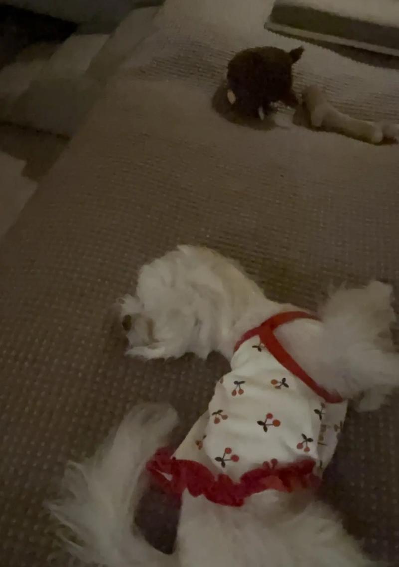 为什么狗狗睡觉时会抖(探究狗狗睡眠中的身体反应与健康问题) 为什么狗狗睡觉时会抖(探究狗狗睡眠中的身体反应与健康问题)
