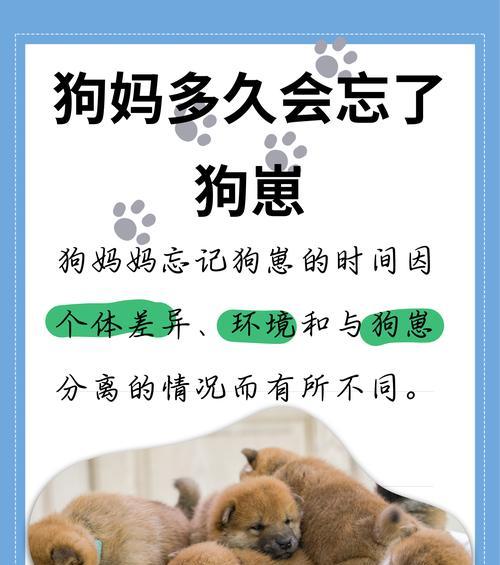 如何照顾母狗和小狗（宠物养护知识）