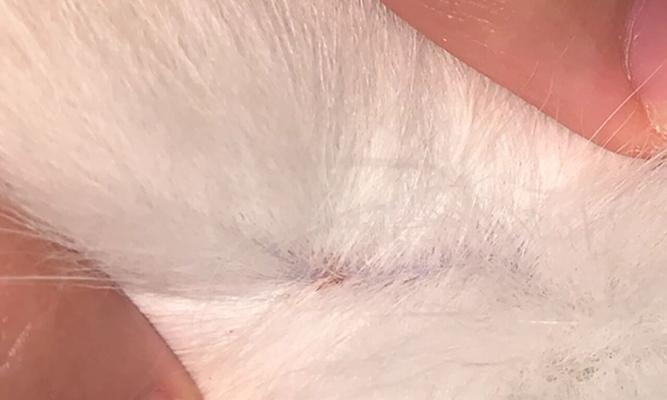 小猫身上长疙瘩，宠物主人该如何应对（详解宠物疙瘩的类型和预防措施）