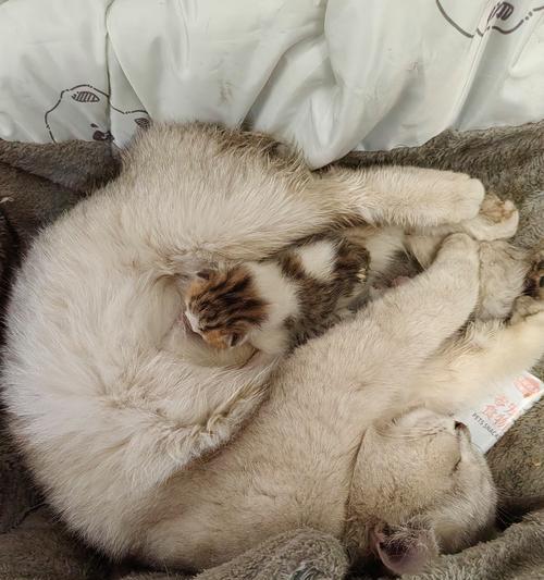 从一只猫到一窝小猫，成为宠物世界的爸爸妈妈（细数养育小猫的困难与快乐）