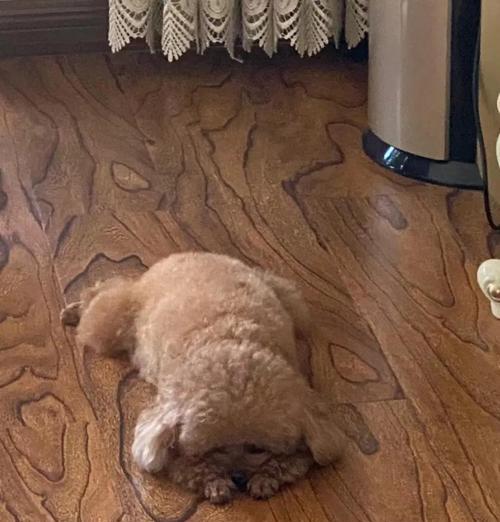 狗狗打点滴后突发抽搐(如何应对狗狗打点滴后突发抽搐) 狗狗打点滴后突发抽搐(如何应对狗狗打点滴后突发抽搐)