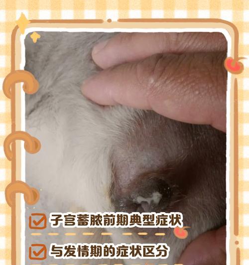 猫咪子宫蓄脓异味原因及治疗方法(揭秘猫咪子宫蓄脓的成因和如何帮助猫咪解决) 猫咪子宫蓄脓异味原因及治疗方法(揭秘猫咪子宫蓄脓的成因和如何帮助猫咪解决)