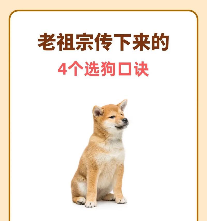 狗狗躲藏术，让你的宠物学会贴边走（了解狗狗天性）