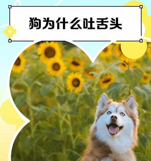 狗为什么喜欢舔嘴(探秘狗狗的舔嘴行为及原因) 狗为什么喜欢舔嘴(探秘狗狗的舔嘴行为及原因)