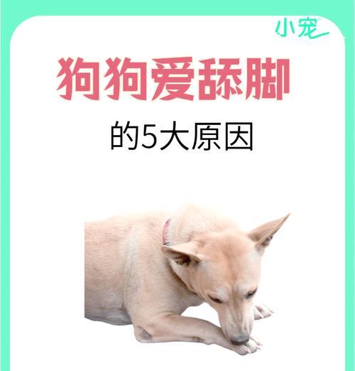 狗为什么喜欢舔嘴(探秘狗狗的舔嘴行为及原因) 狗为什么喜欢舔嘴(探秘狗狗的舔嘴行为及原因)