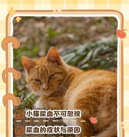以爱心宠物，细心呵护小生命，（以爱心宠物）