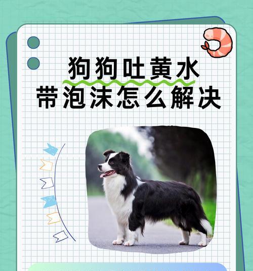 小狗为什么会吐白沫（宠物主人必读的小狗吐白沫原因及处理方法）