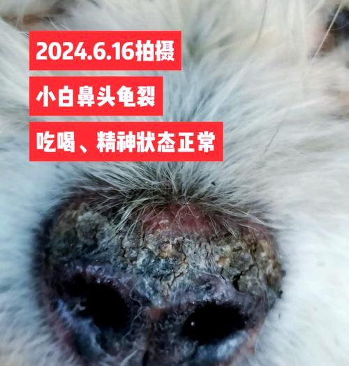 小狗肺炎的治疗与防治(以阿奇霉素为主要药物的防治方法) 小狗肺炎的治疗与防治(以阿奇霉素为主要药物的防治方法)