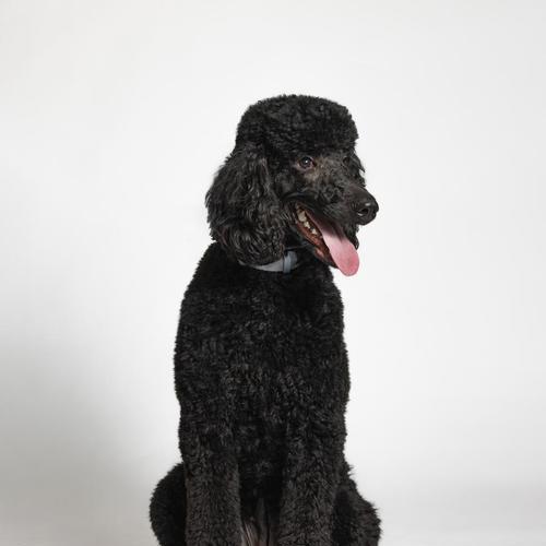 如何正确剪泰迪犬黑色指甲(掌握技巧让宠物更健康) 如何正确剪泰迪犬黑色指甲(掌握技巧让宠物更健康)