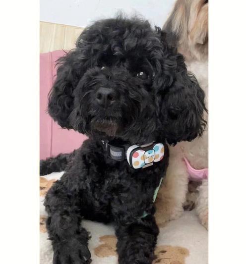 如何正确剪泰迪犬黑色指甲(掌握技巧让宠物更健康) 如何正确剪泰迪犬黑色指甲(掌握技巧让宠物更健康)