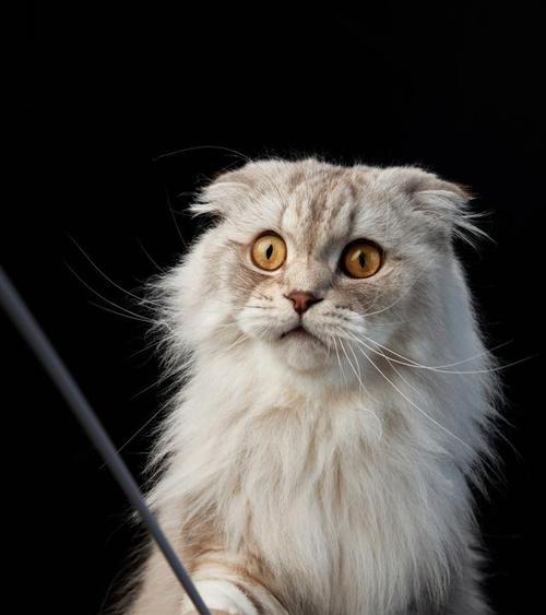 拥有折耳猫咪的乐趣（了解折耳猫咪的特点与养护）