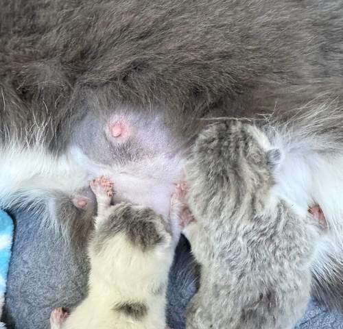 小猫身体长的变化(探寻小猫成长过程中身体的变化与发展) 小猫身体长的变化(探寻小猫成长过程中身体的变化与发展)
