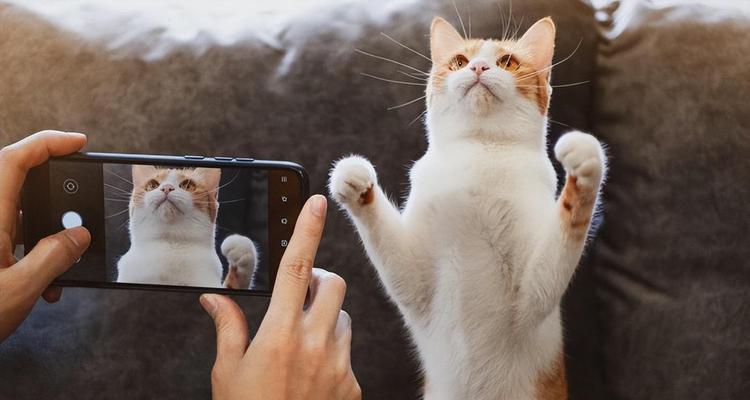 小猫身体长的变化(探寻小猫成长过程中身体的变化与发展) 小猫身体长的变化(探寻小猫成长过程中身体的变化与发展)
