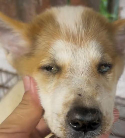 宠物小狗犬瘟哀嚎，保护我们的爱宠不再受伤（探讨小狗犬瘟的成因及预防）