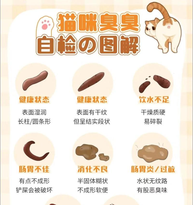 猫咪便便颜色指南（了解宠物健康的关键——猫咪排便颜色）