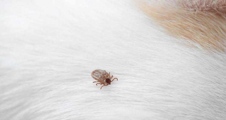 揭秘狗身上的蜱虫（探究蜱虫对宠物的危害及预防方法）