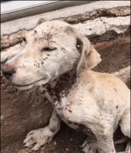 揭秘狗身上的蜱虫（探究蜱虫对宠物的危害及预防方法）