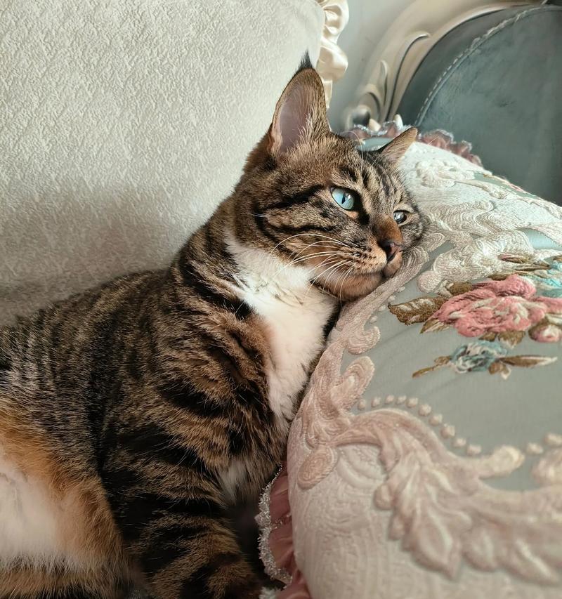 猫咪食用鱿鱼的安全指南(猫咪食用鱿鱼的好处) 猫咪食用鱿鱼的安全指南(猫咪食用鱿鱼的好处)