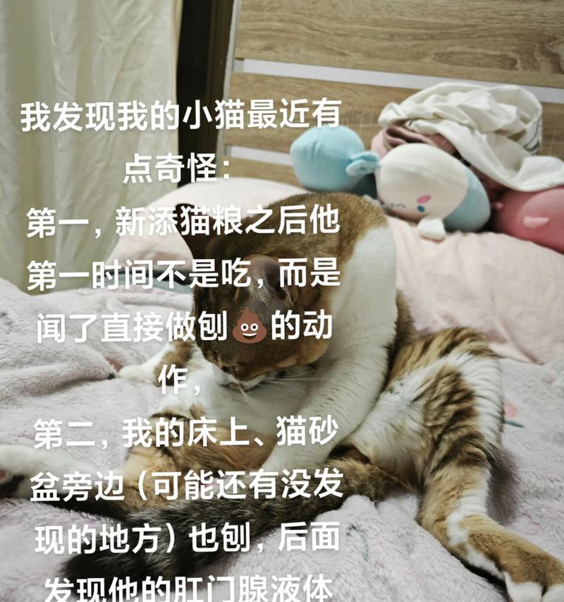 猫咪食用鱿鱼的安全指南(猫咪食用鱿鱼的好处) 猫咪食用鱿鱼的安全指南(猫咪食用鱿鱼的好处)