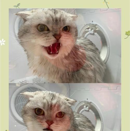 如何给你的宠物猫洗澡（小猫洗澡前需要做哪些准备）