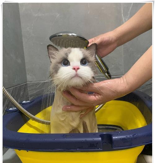 如何给你的宠物猫洗澡（小猫洗澡前需要做哪些准备）