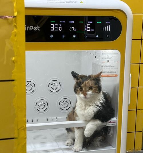 如何给你的宠物猫洗澡（小猫洗澡前需要做哪些准备）