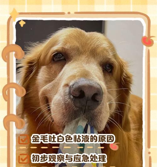 金毛犬失控乱咬，如何应对（宠物训练）