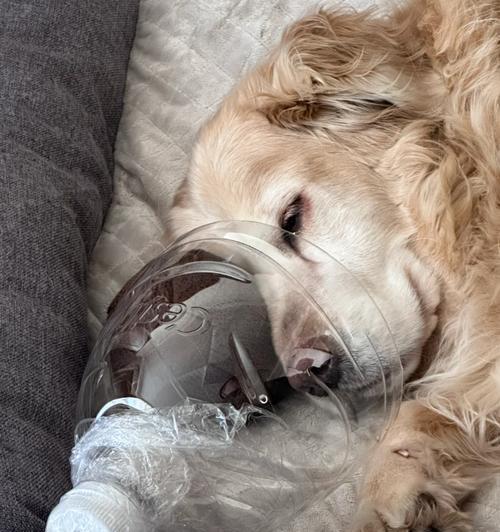 金毛犬失控乱咬，如何应对（宠物训练）