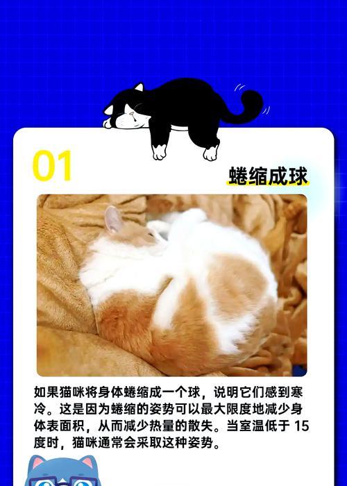 如何保护宠物猫不受高温伤害(掌握适宜温度) 如何保护宠物猫不受高温伤害(掌握适宜温度)