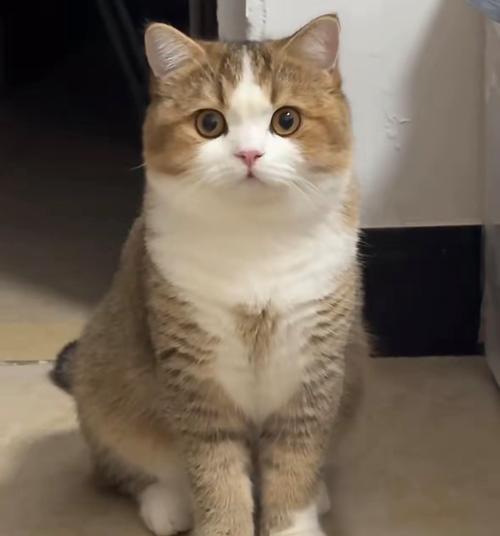 猫脑震荡不可小觑(以宠物为主) 猫脑震荡不可小觑(以宠物为主)