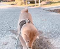 狗狗用脚刨东西的原因与解决方法(了解狗狗刨东西的行为习惯) 狗狗用脚刨东西的原因与解决方法(了解狗狗刨东西的行为习惯)