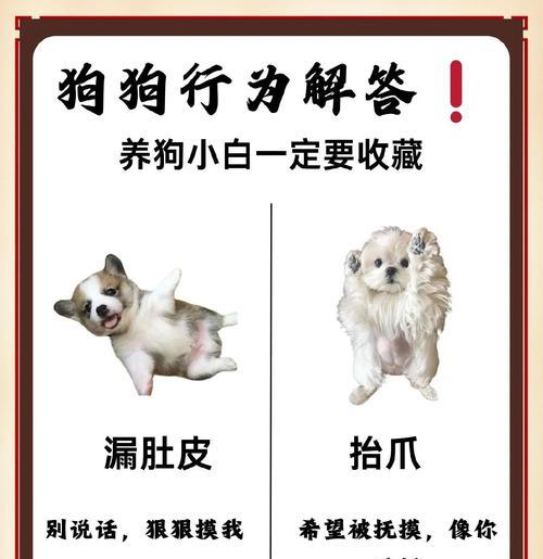 教你的狗狗如何认家(让你的宠物与你的家更亲密) 教你的狗狗如何认家(让你的宠物与你的家更亲密)