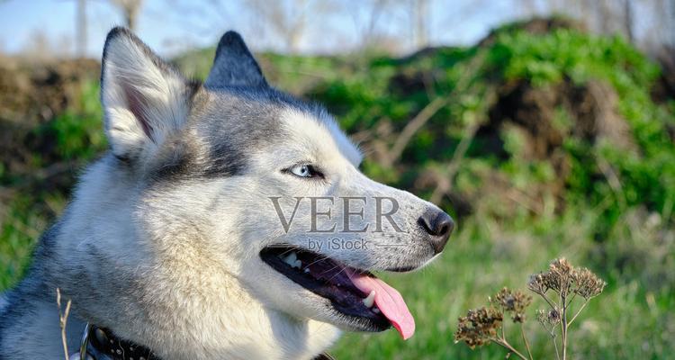 烟灰色哈士奇的魅力(探寻最酷宠物之一的个性和品质) 烟灰色哈士奇的魅力(探寻最酷宠物之一的个性和品质)