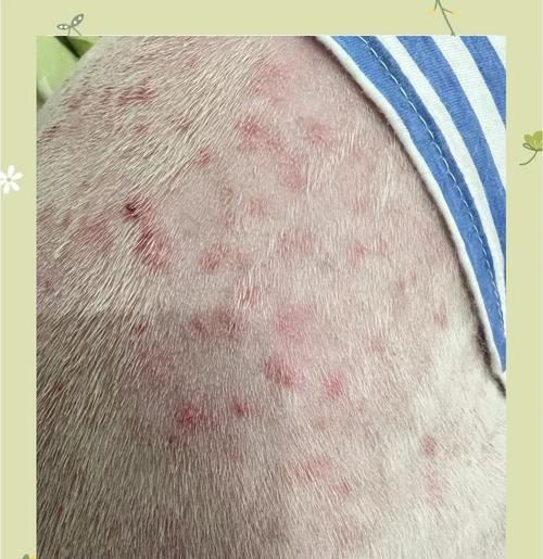 宠物狗的皮肤病在冬天会好转的原因(解析冬季宠物狗皮肤病的治疗和预防) 宠物狗的皮肤病在冬天会好转的原因(解析冬季宠物狗皮肤病的治疗和预防)