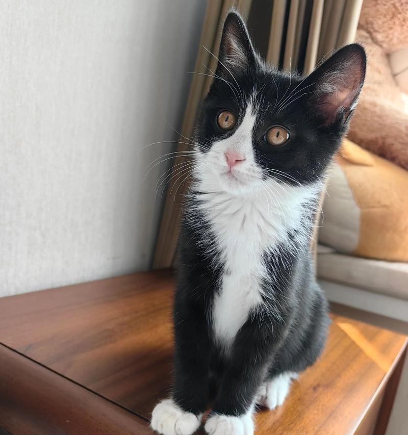 宠物猫咪3个月成长日记(从小小猫咪到活泼小调皮) 宠物猫咪3个月成长日记(从小小猫咪到活泼小调皮)