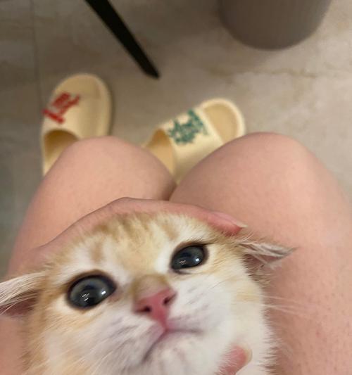 宠物猫咪3个月成长日记(从小小猫咪到活泼小调皮) 宠物猫咪3个月成长日记(从小小猫咪到活泼小调皮)