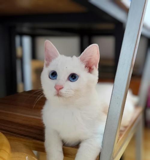 宠物猫咪3个月成长日记(从小小猫咪到活泼小调皮) 宠物猫咪3个月成长日记(从小小猫咪到活泼小调皮)