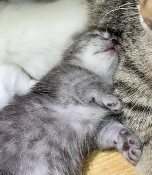 小猫回家指南（注意事项与细节指南）