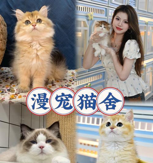 小猫回家指南（注意事项与细节指南）