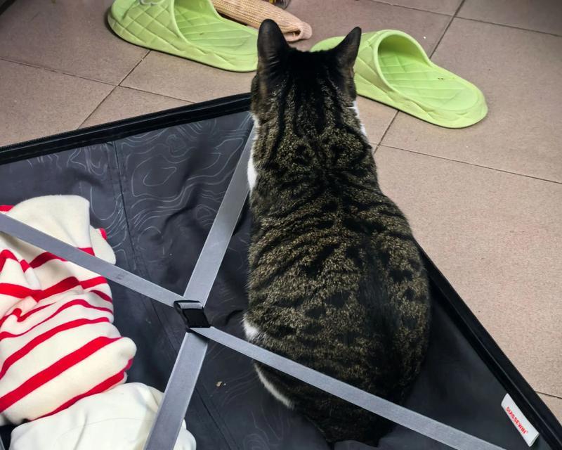 小猫回家指南（注意事项与细节指南）